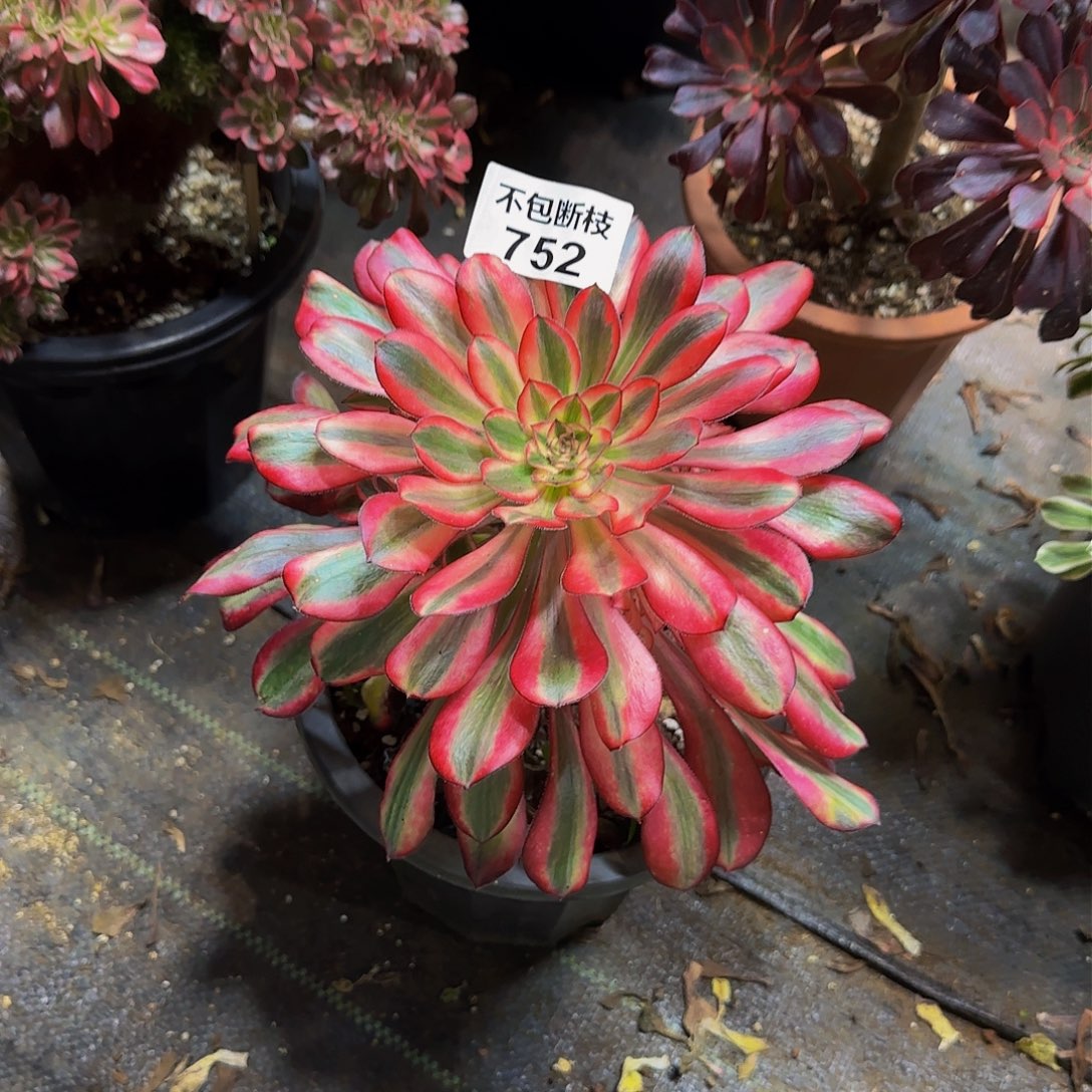 752多肉法师锦1111