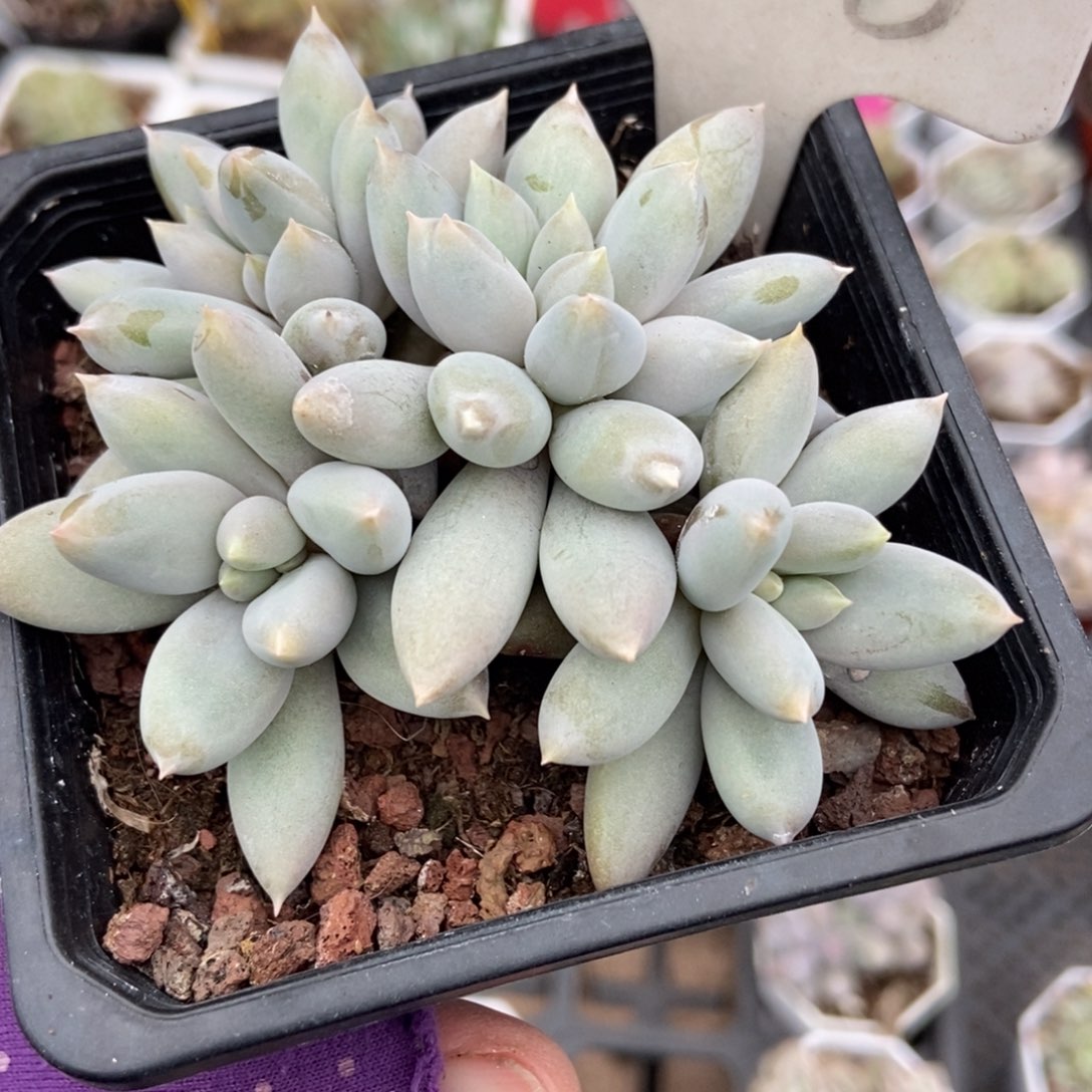 908哥特多肉植物duorou