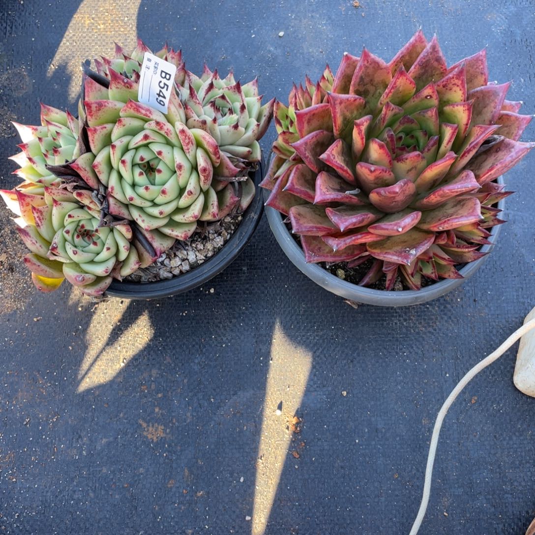 无花朵若如东云单拍B549