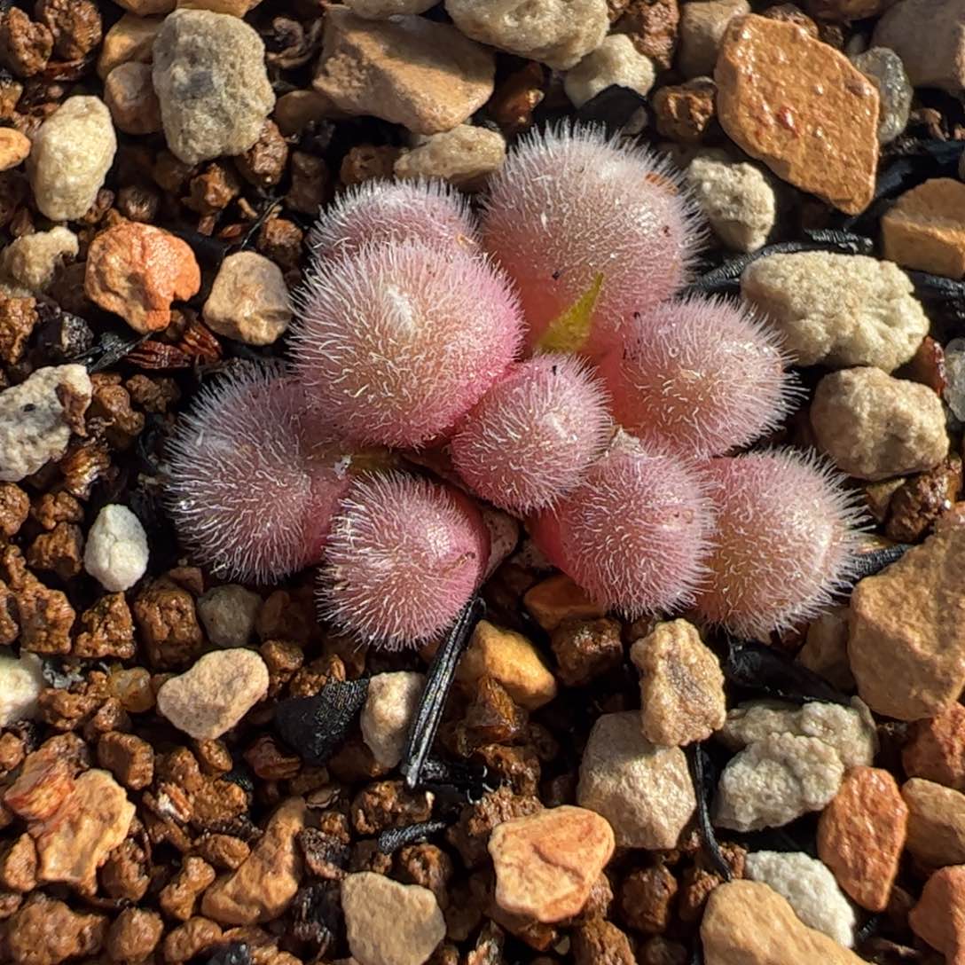 152多肉植物百科