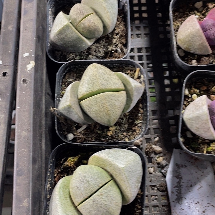 大元宝带哦土发货