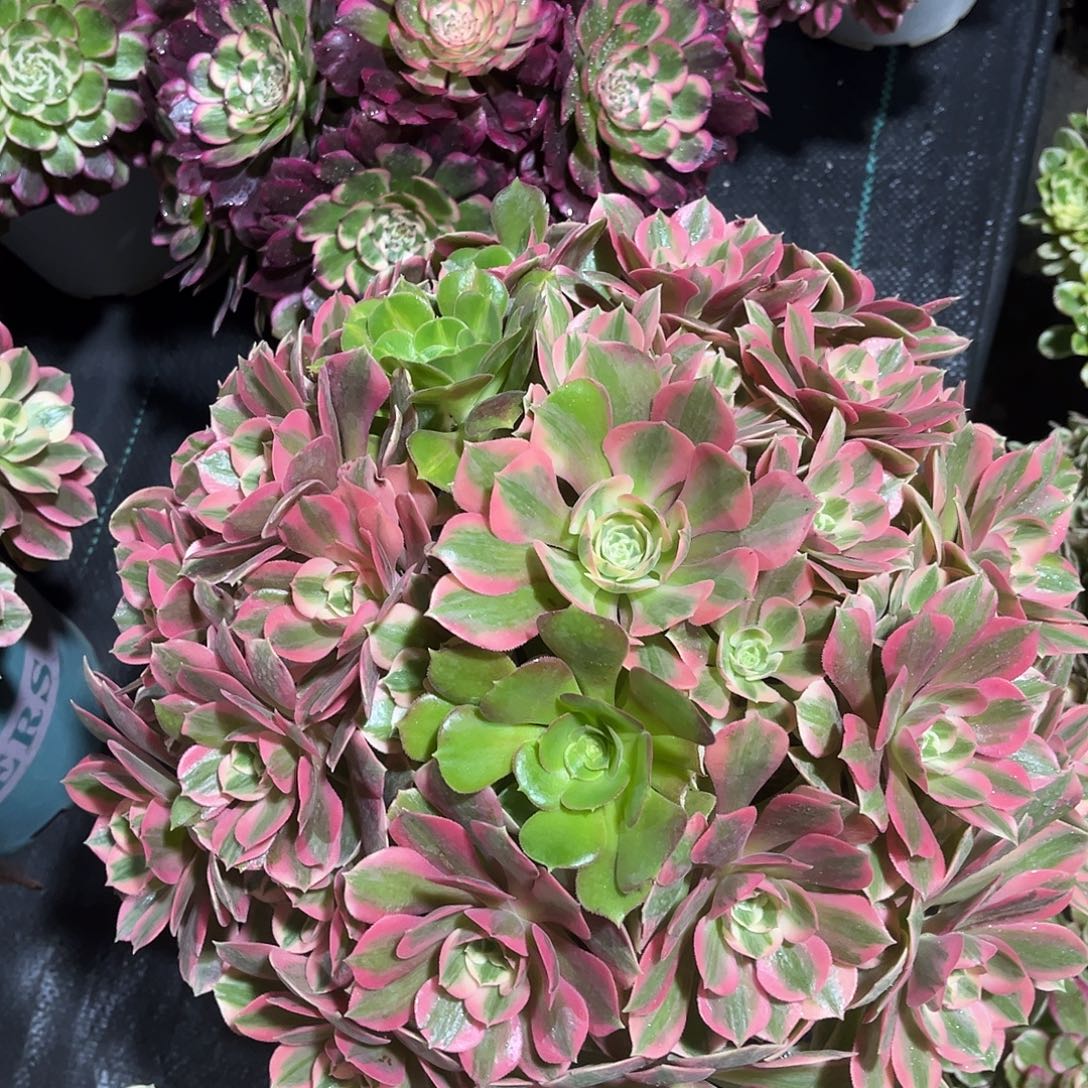 粉女妖法师多肉植物漂亮