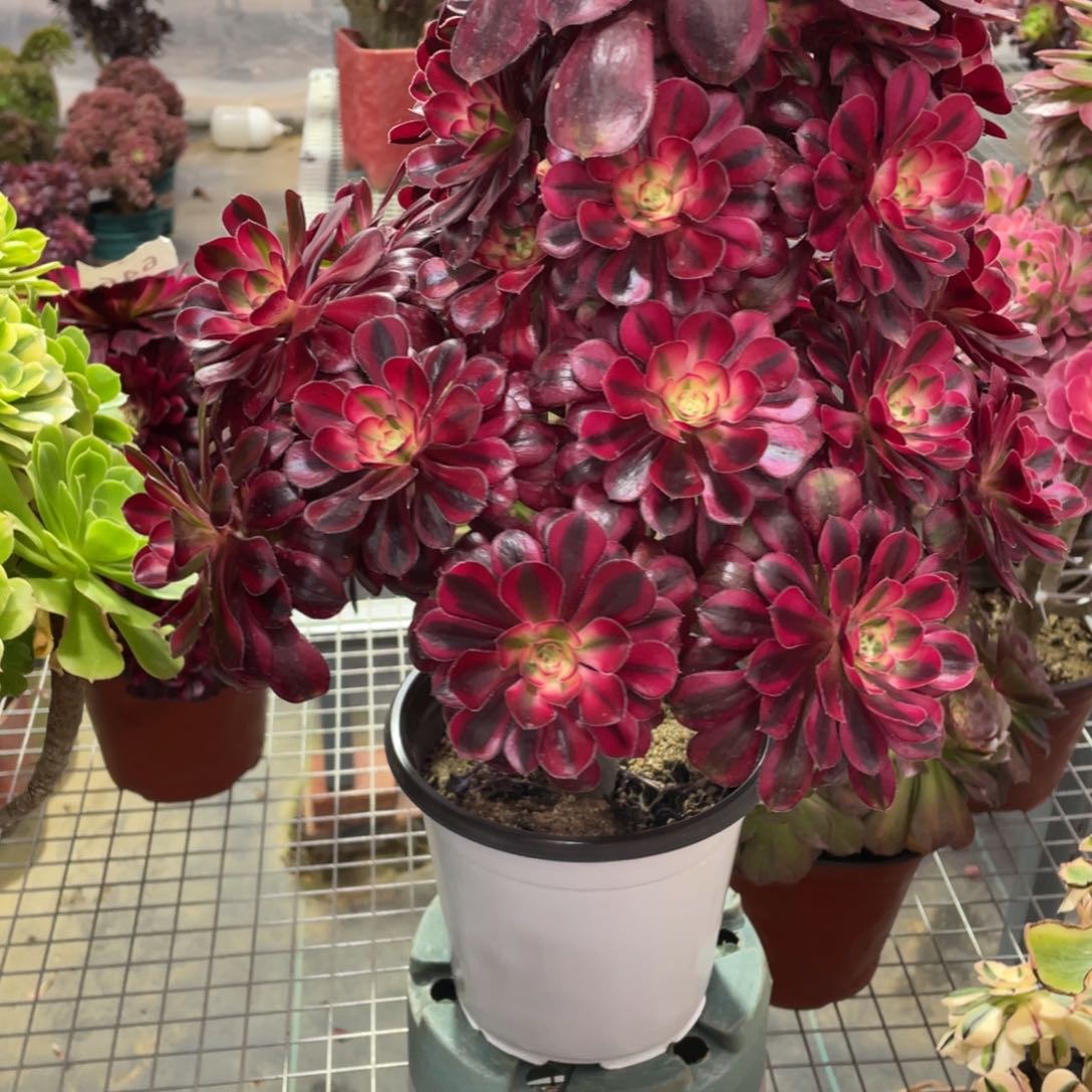 420香奈儿   多肉