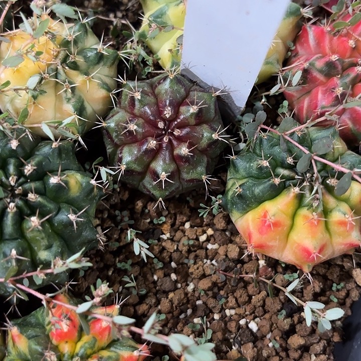 38-0526泰国发货多肉