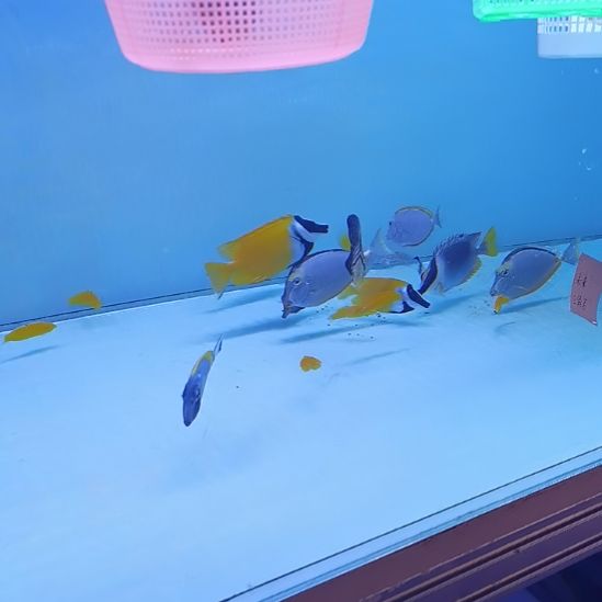 飘飘一条海水鱼那片海