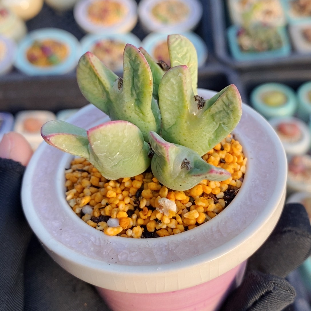 l****12330-一物一拍 不带盆。