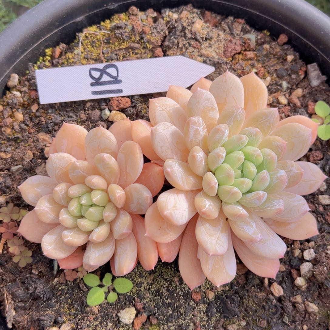 香玉的故事是一个人的故事吗我