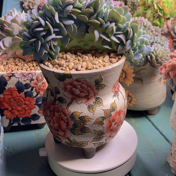 韩版奶茶自然群无砍整板子