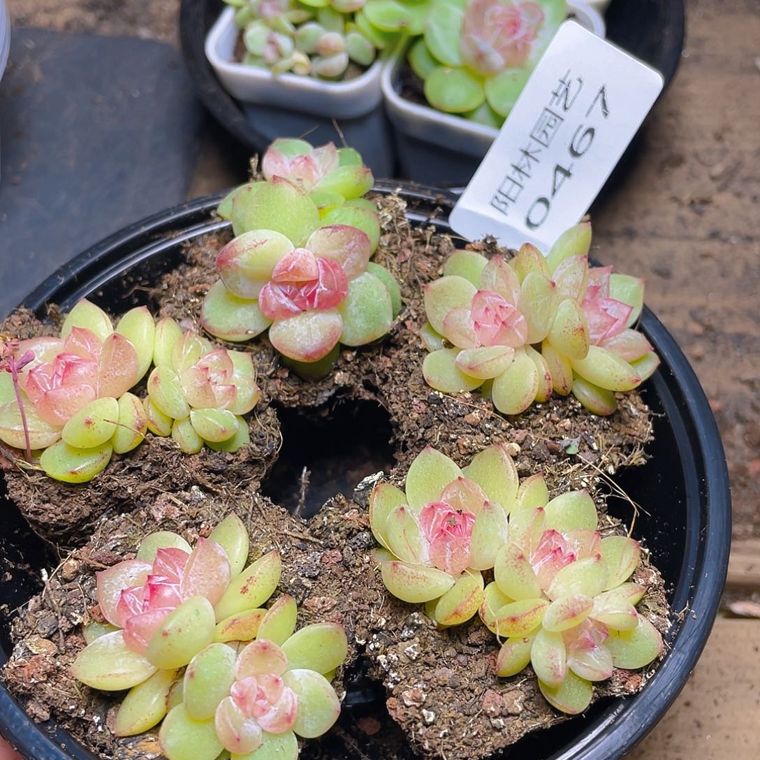 多肉植物多肉植物467