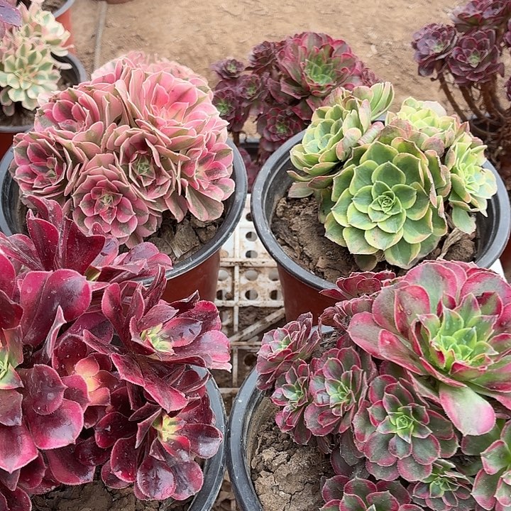 4颗组合套餐福利脱土