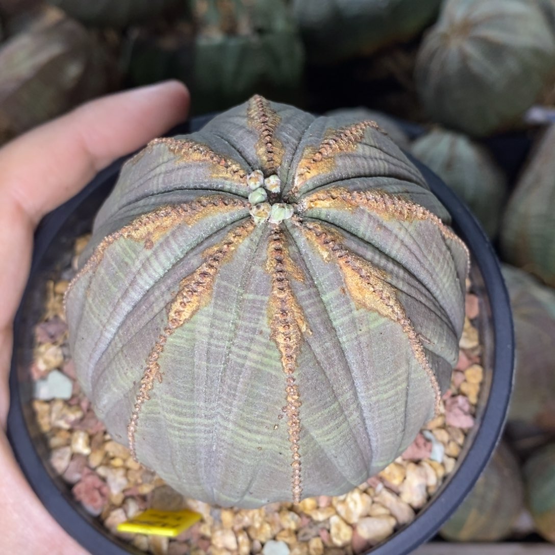 14 欧系实生布纹球多肉植物