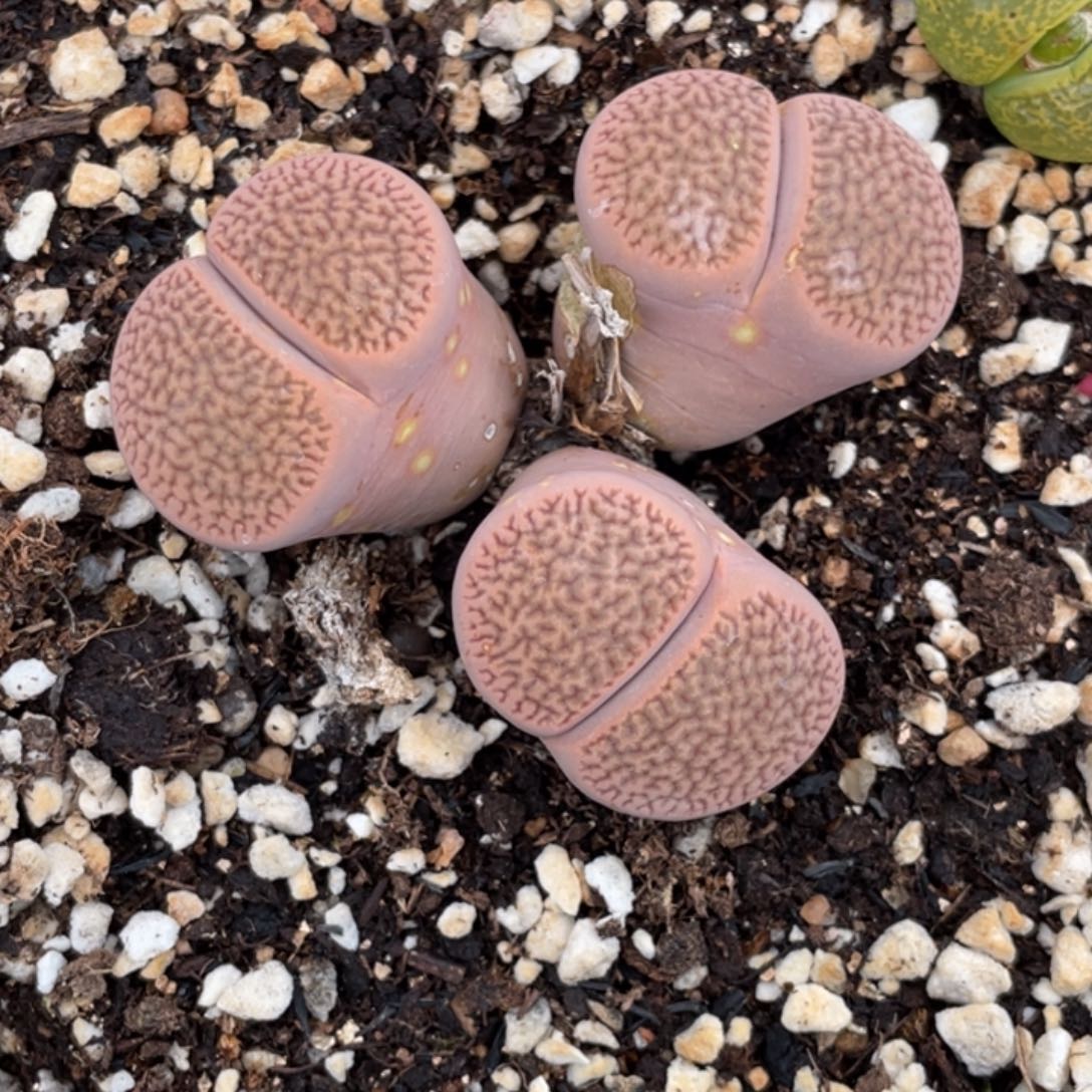 有粑非偏远满20包邮606