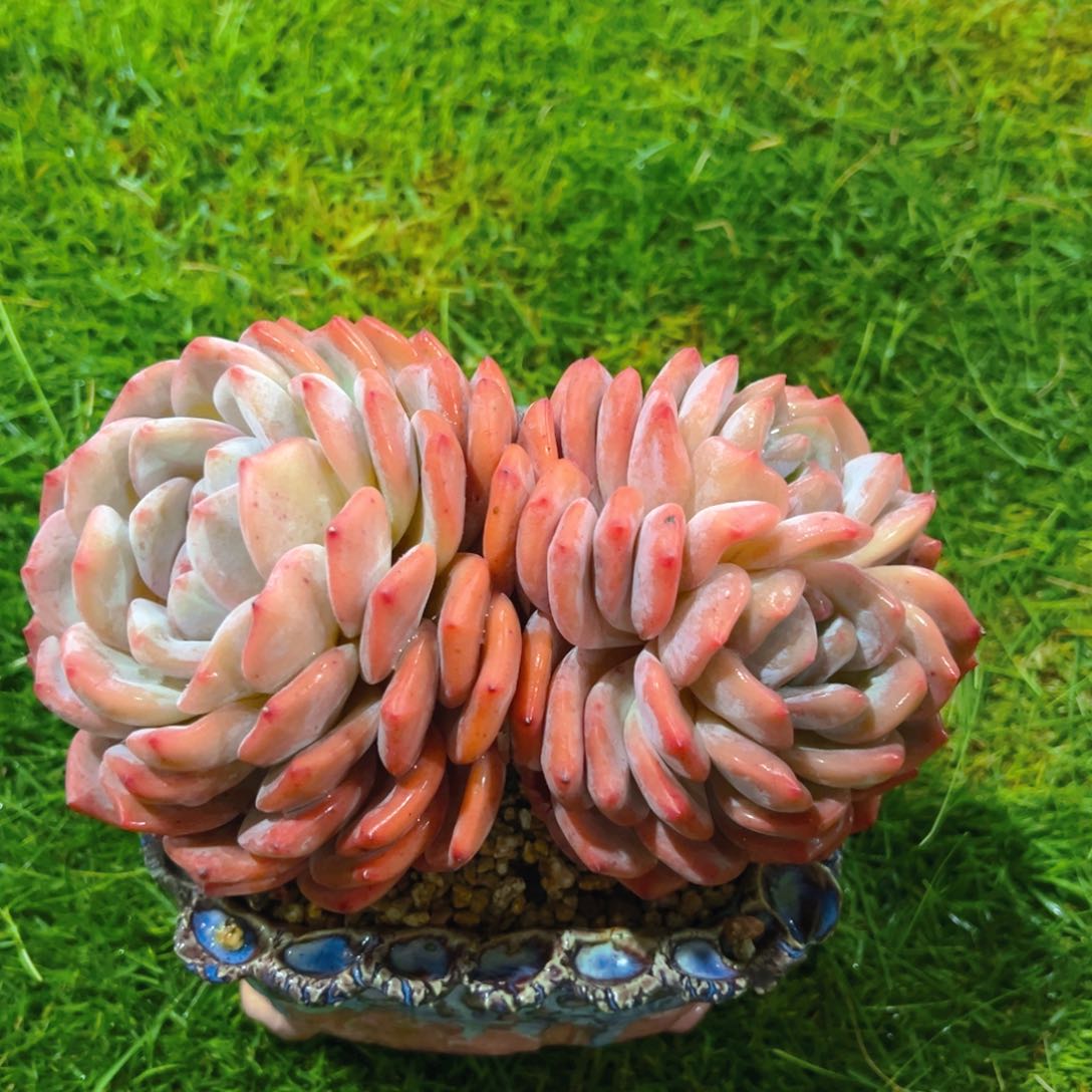 5-2411111111111111