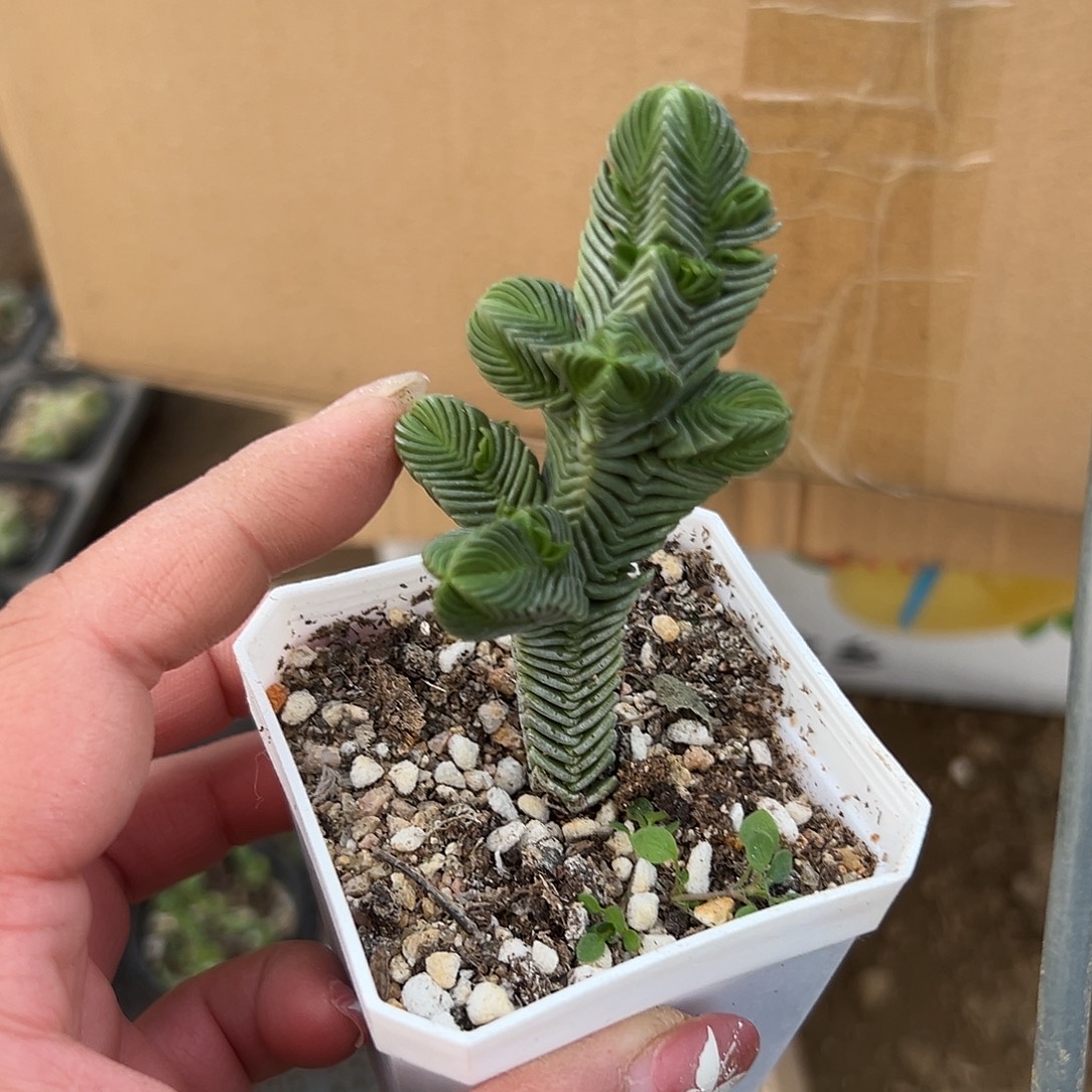 多肉植物多肉植物