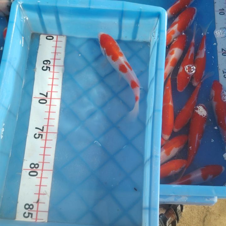 海水鱼顺丰包邮开箱包活3
