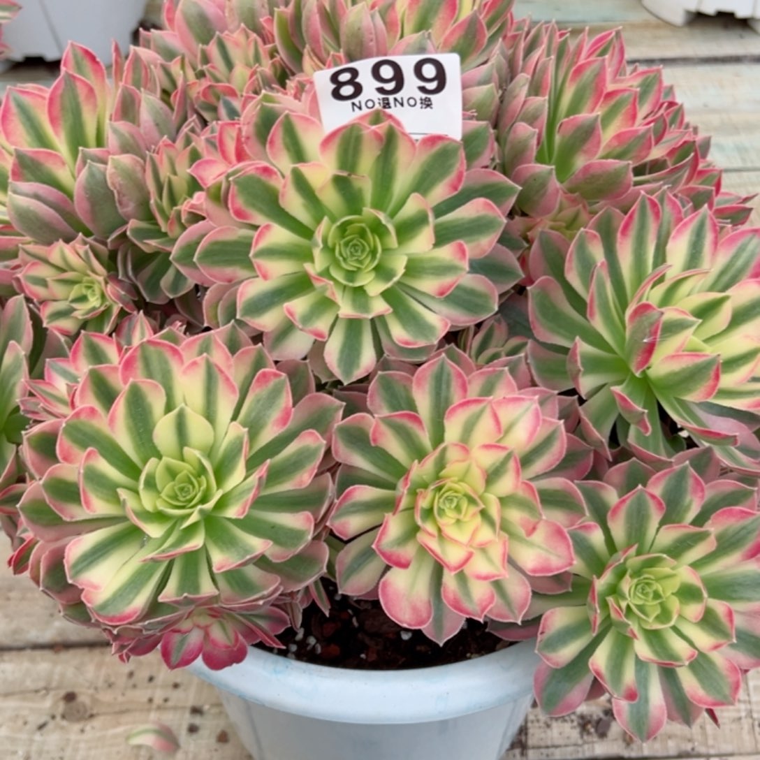 宁***)899多肉法师粉水晶一个