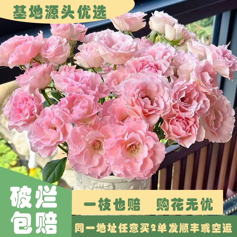 【基地源头优选】 多头人鱼公主玫瑰     任意两单发顺丰或空运