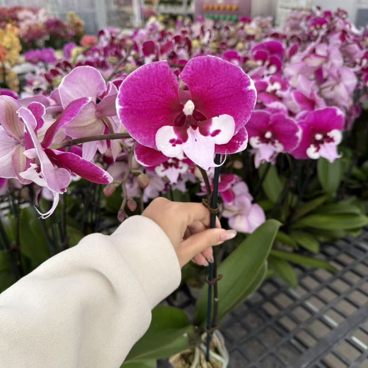 精选蝴蝶兰【宾利】紫红色系稀有品种 室内绿植花卉 基地直发.