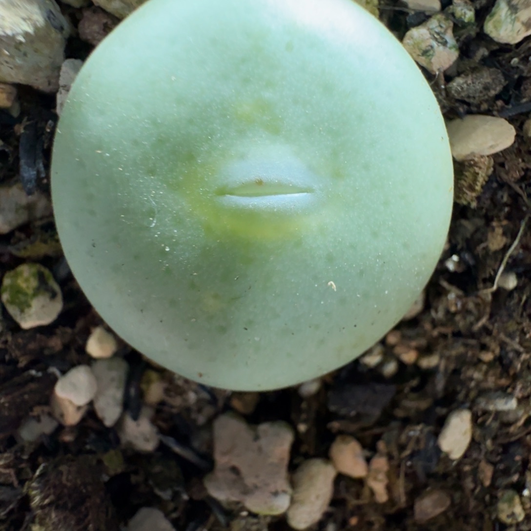 2782。嘟嘟嘴大饼