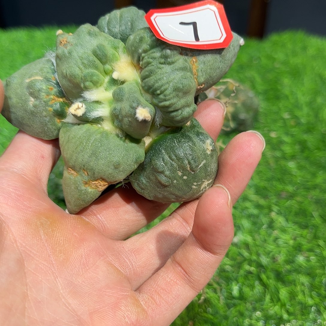 7号自根微损大尤血怒