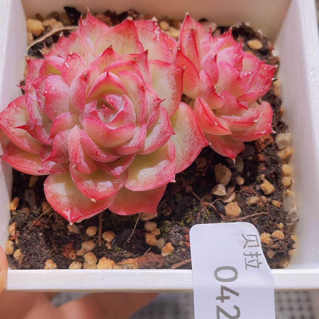 42 精品多肉一物一拍