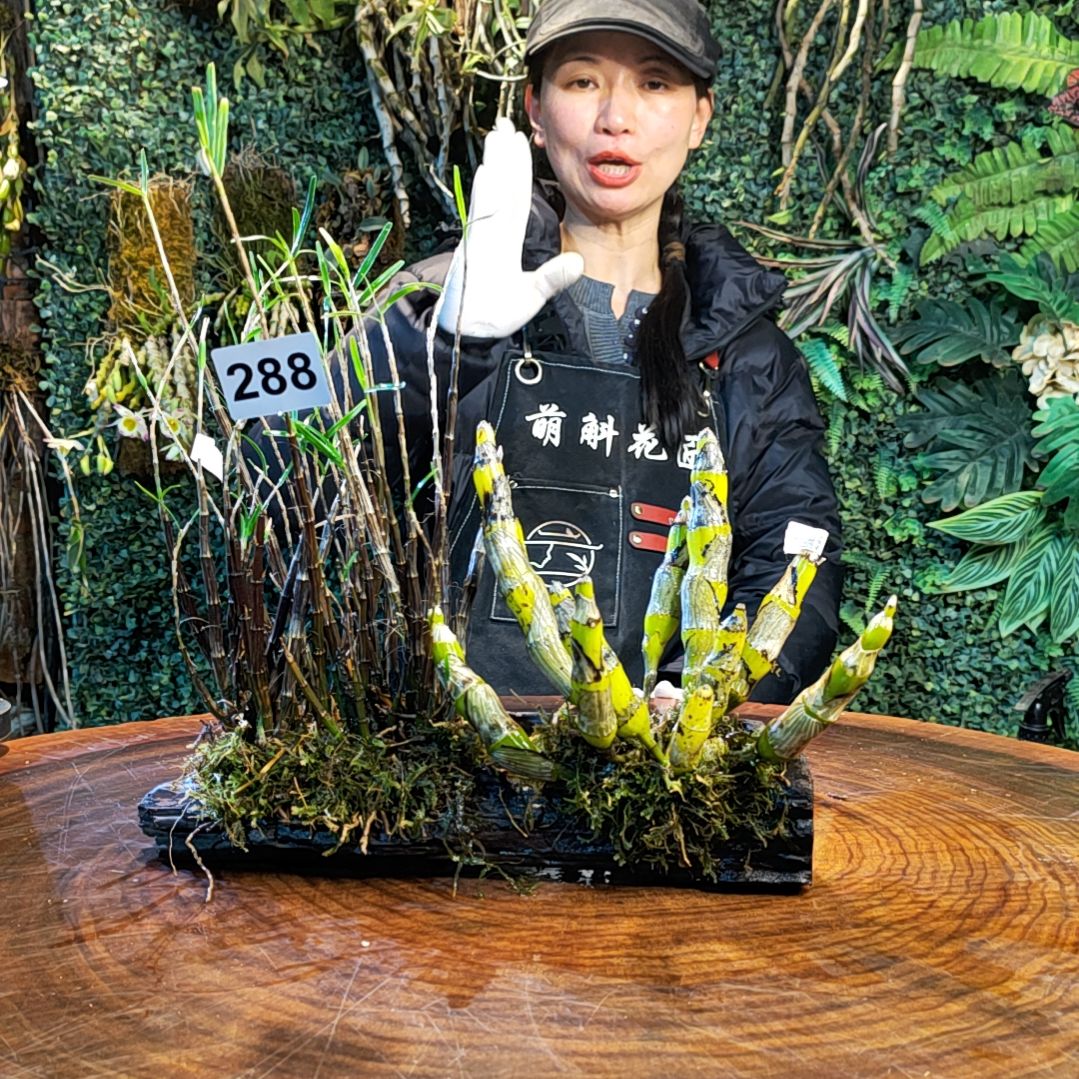 【闪购商品】288姬竹叶，短棒花