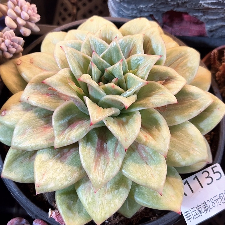 幸运的是我的朋友们