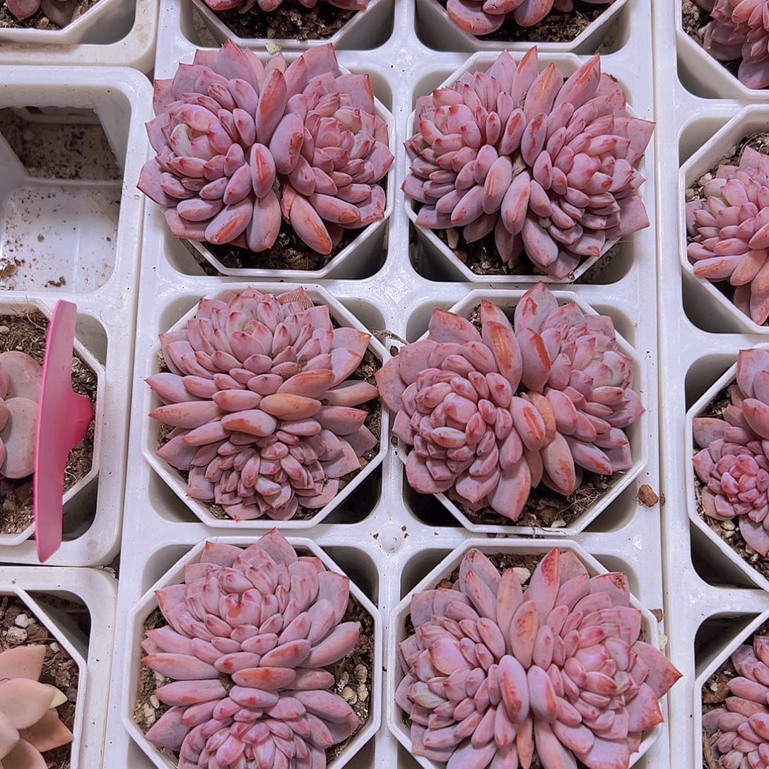 双头大玉芙蓉19包邮