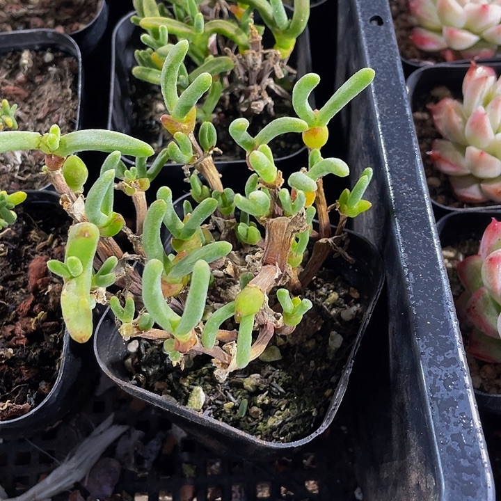 兔子枝干带盆土发