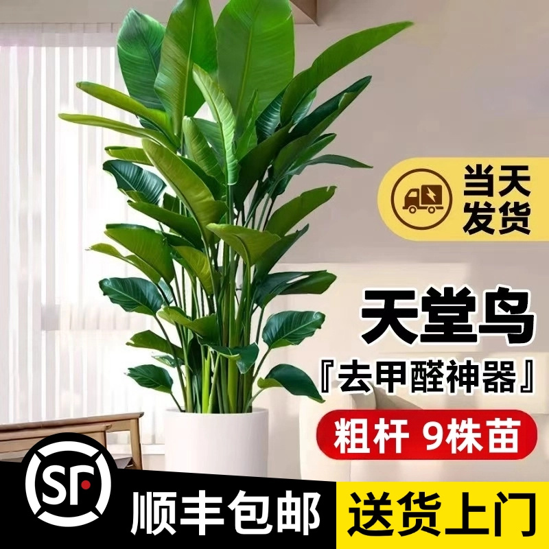 【超大5A天堂鸟】1.7-1.8米（粗杆7-9株苗）顺丰包邮大型绿植办公植物