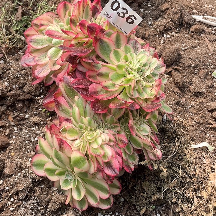 036 多肉法师多肉 倾城缀