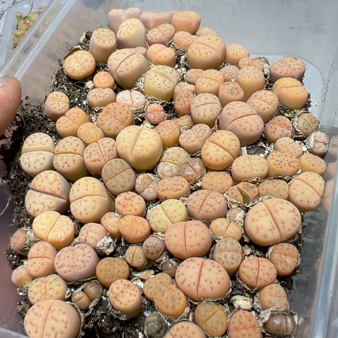 【闪购商品】 1173。     