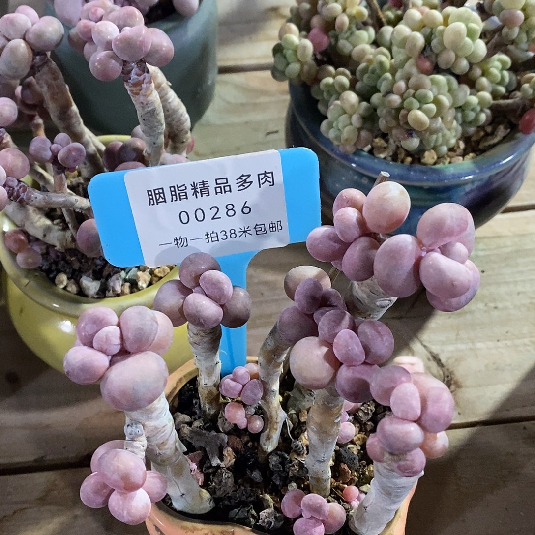 00286咯图low托们