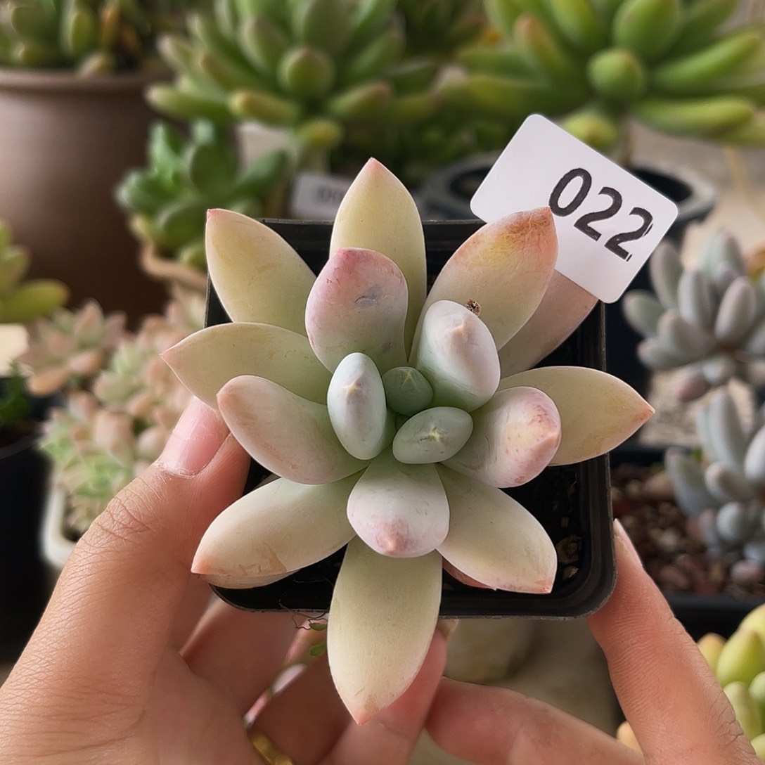 022。  厚叶草。 11111111111