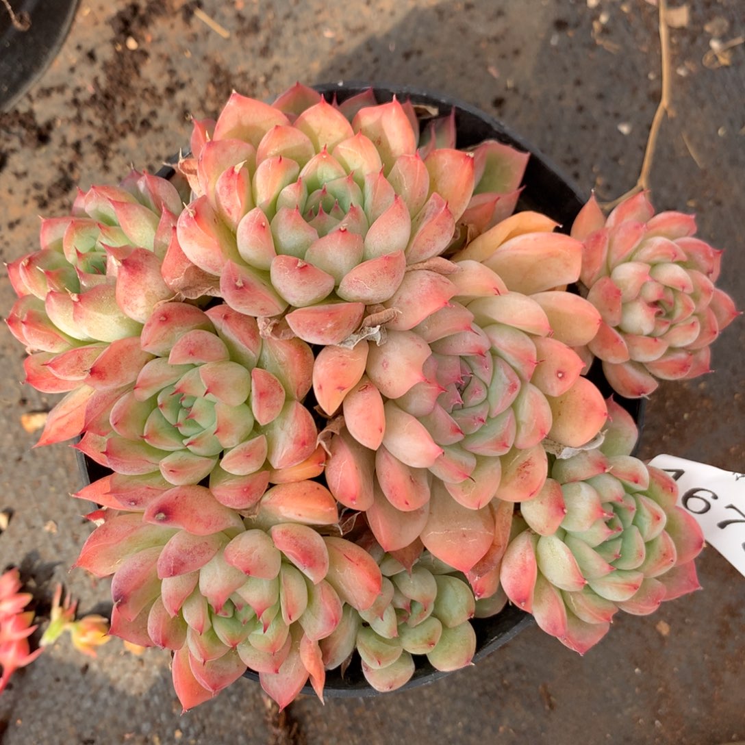 4673杂交多肉老桩