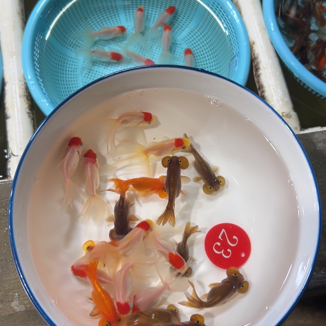 刘***俊金鱼23号。一盆商品。