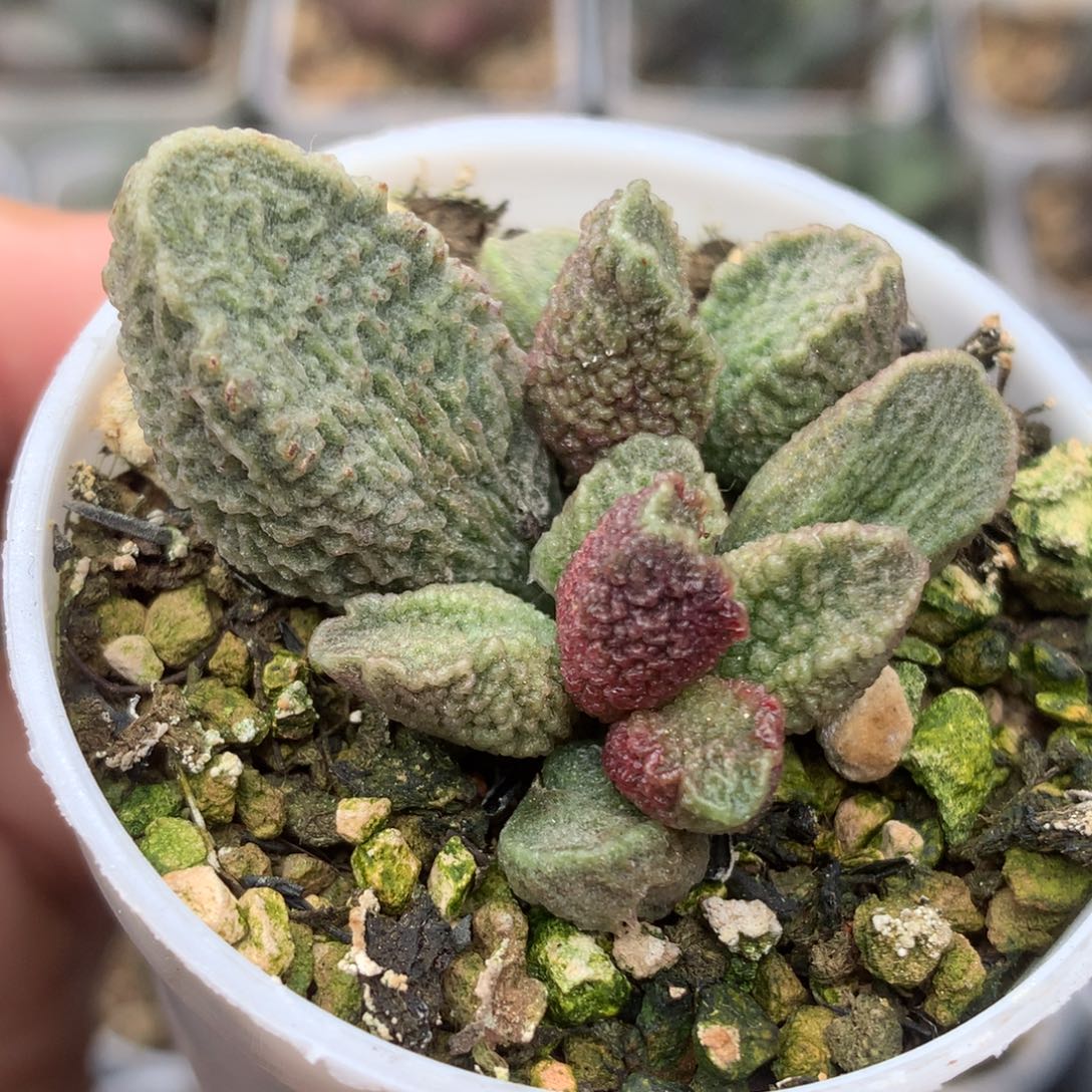 实生水泡 一物一拍