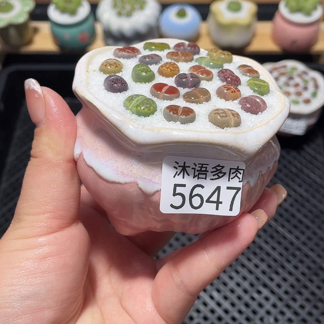 5647 带盆土植物 一物一拍