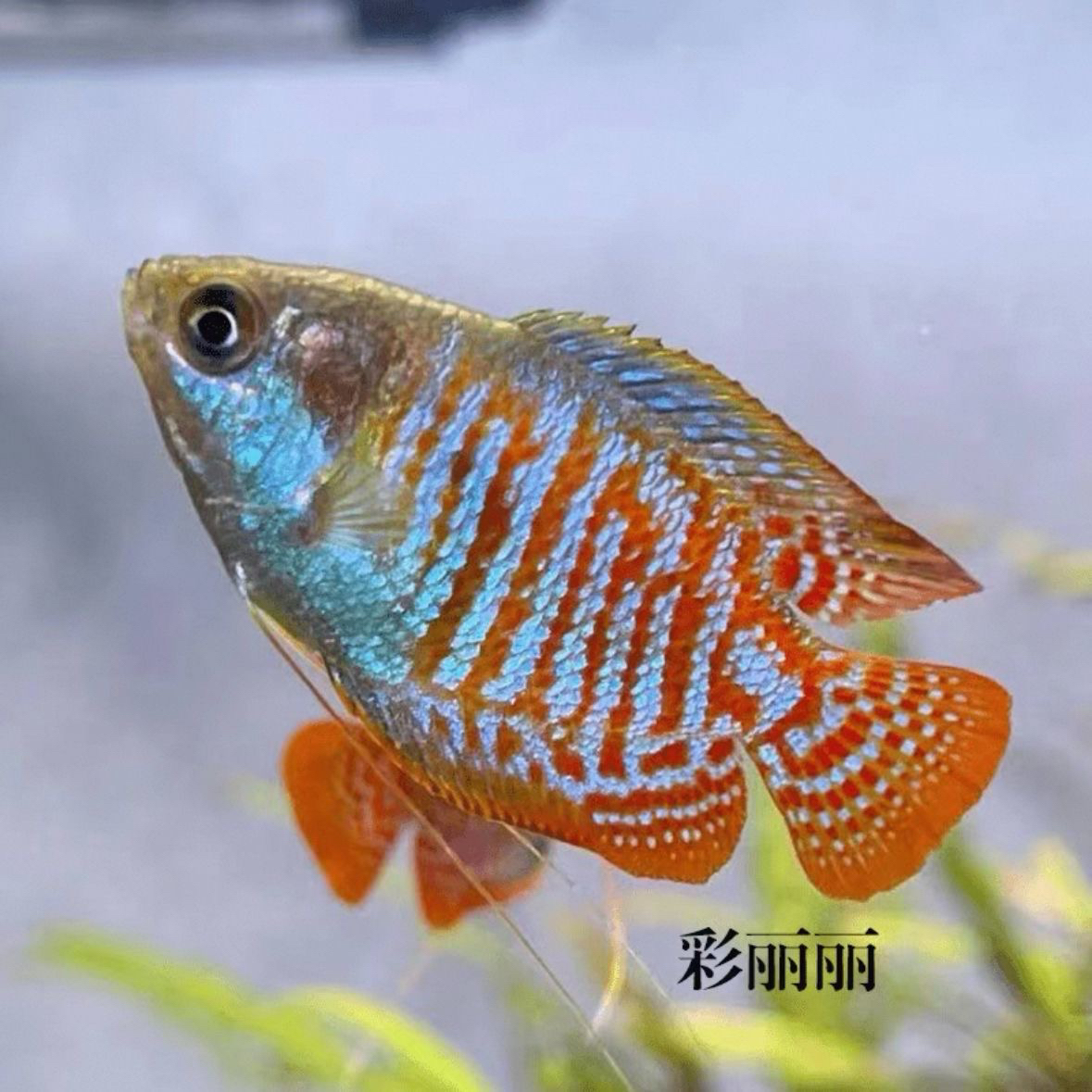 五彩丽丽冷水淡水观赏鱼好养易活适合新手