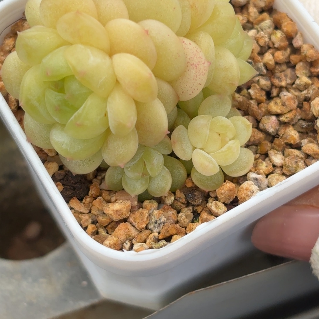 066六头群生的小鱼儿和小