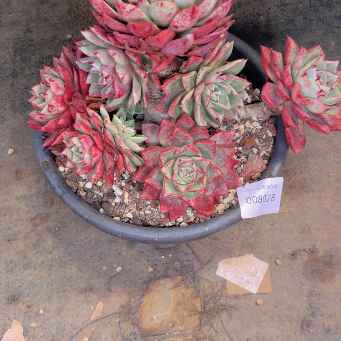 鱼***鸟多肉一物一拍8028