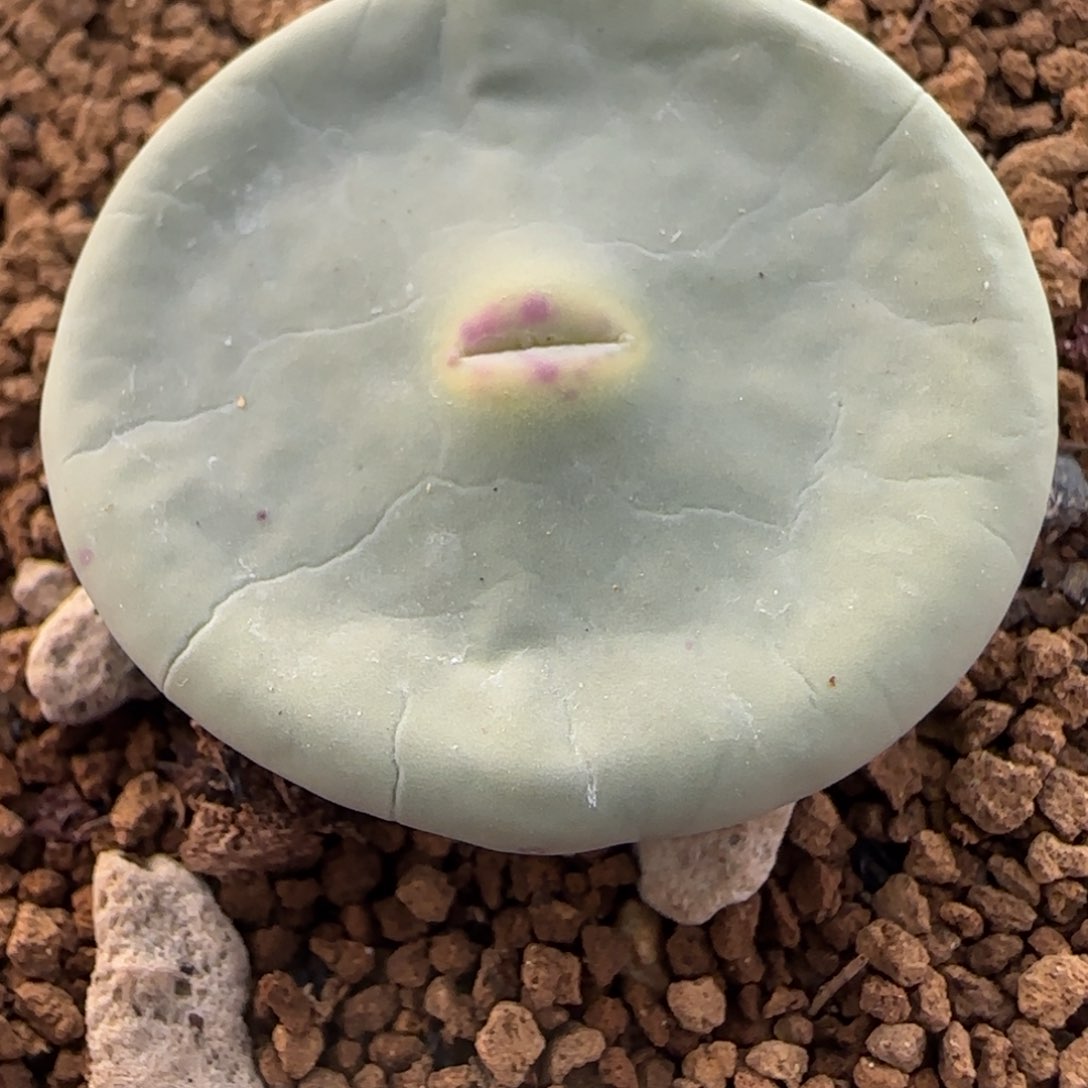 多肉植物大DOWS嘟嘟嘴28号链接