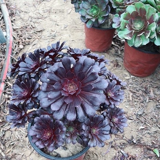 肉***吖黑铜法师00000020