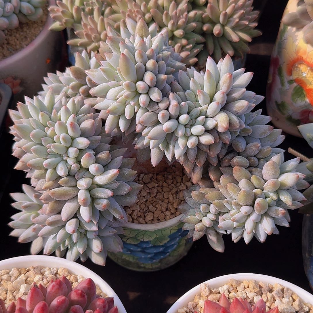 所罗门缀多肉一物一拍