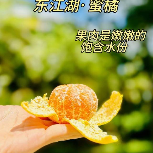 橘江湖东江湖蜜橘礼盒3.6kg毛重