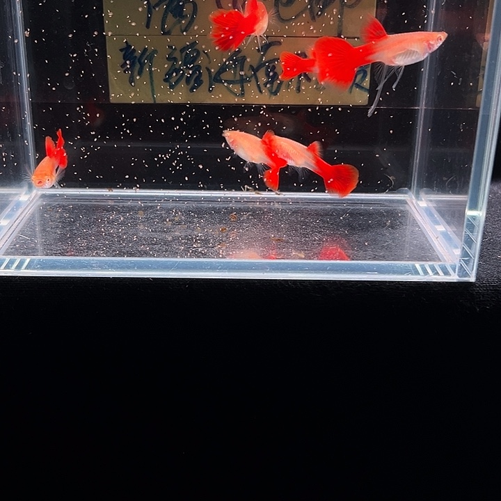 孔雀鱼血红孔雀鱼