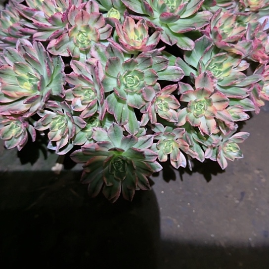 甜茶锦一颗，13.99加急发明天早上