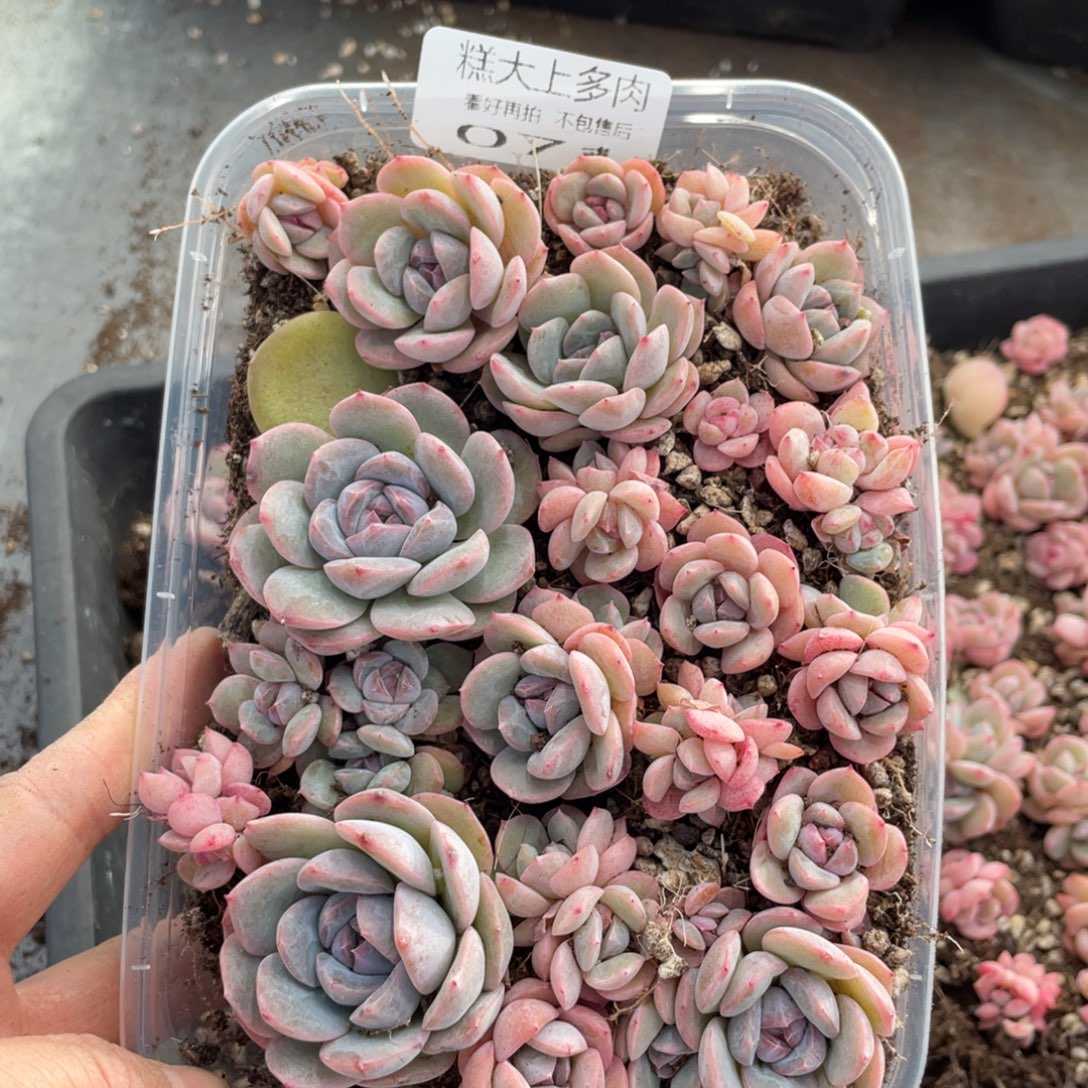 糕大上多肉植物071