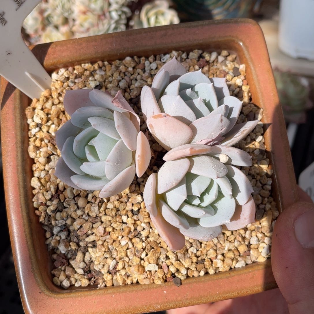 141白茶不带盆7厘米