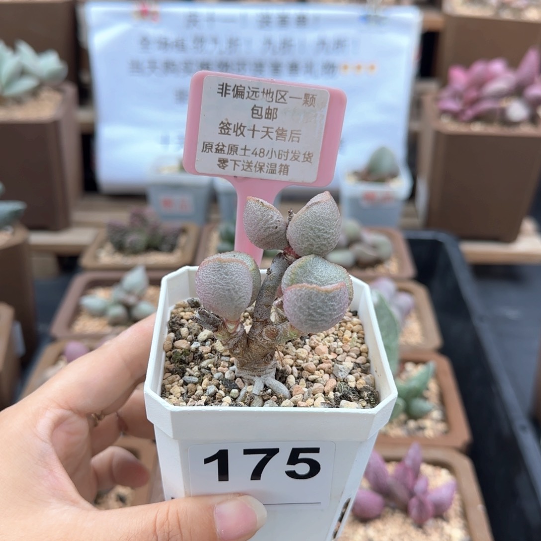 王*器175圣姬多肉植物微瑕
